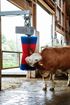 Image sur Brosse à vache HAPPYCOW SWING MAXI